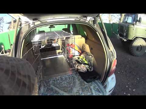 Видео: Охота на фазана с Курцхааром!!3.10.2015)))))