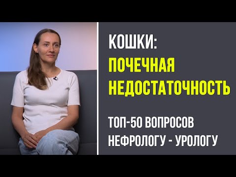 Видео: Невероятный разговор о кошках с ветеринаром, Вероникой Токуновой. См. тайминг в описании