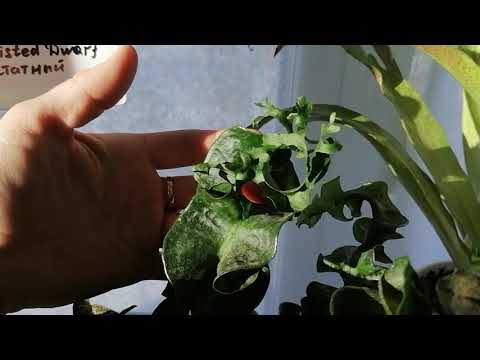 Видео: Микросорум Твистер