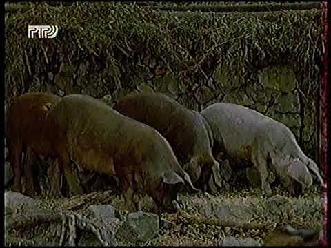 Видео: Диалоги о Животных (1998) "Ночные разбойники" (Генеты)