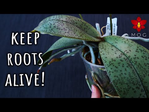 Видео: Избегайте внезапного загнивания корней! — Безопасная пересадка орхидеи фаленопсис со мха на кору