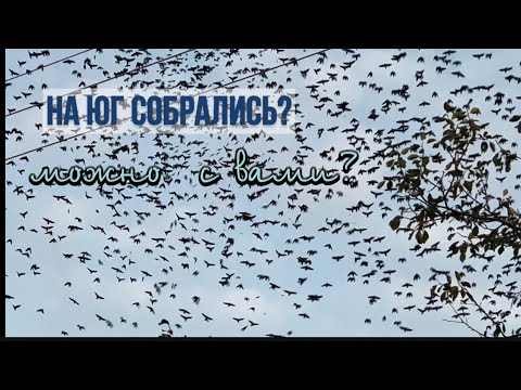 Видео: Наступила осень #переездвсербию #жизньзаграницей #србија #ремонт