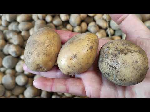 Видео: Картофель Гала ,Королева Анна ,Жуковский,Коломба копаем .Урожай и обзор.