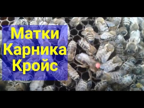 Видео: Матковод,  Матки карника Кройс, Матковод АМГ