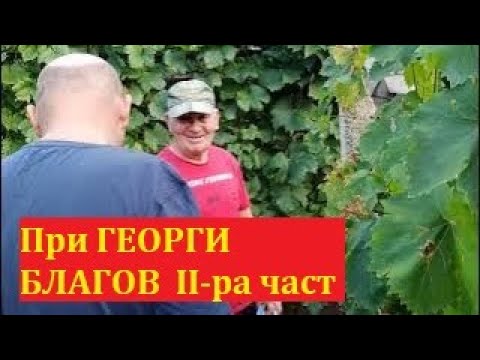 Видео: При Георги Благов. Виноград "Пёстрый". И как да запазим резници в хладилник? Сезон 2023, II-ра част.