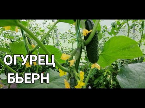 Видео: 🥒🥒ОГУРЕЦ БЬЕРН В ТЕПЛИЦЕ. СОВЕТУЮ