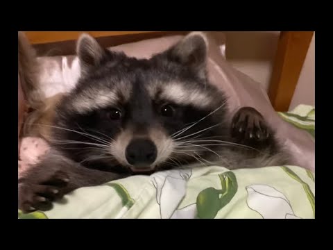 Видео: Мамин цілитель…