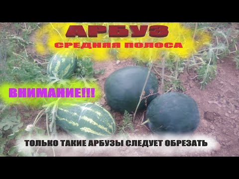 Видео: Как определить спелый арбуз на грядке или когда нужно обрезать арбуз