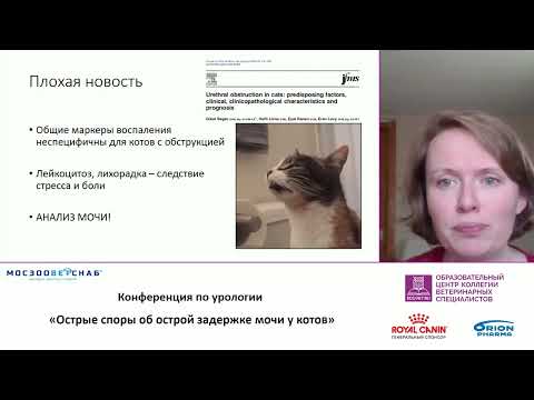 Видео: "Быть или не быть антибиотикам при ОЗМ у котов". Лектор Елизавета Лежнева