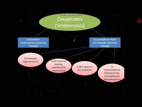 Видео: Сүйекаралық байланыстар.Буындар.Синдесмология