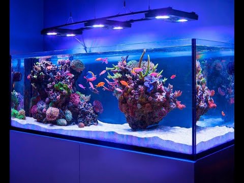 Видео: Не ужасы со Шпаком часть 9 ☠️☠️☠️ Запуск аквариума