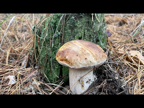 Видео: Знову збираємо білі гриби | новачкам щастить | відео від 9 листопада 2025 р.