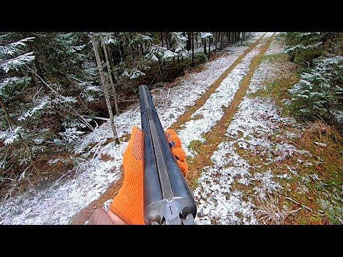 Видео: Загонная ОХОТА. ПЕРВЫЙ СНЕГ! 25 ноября 2023г.