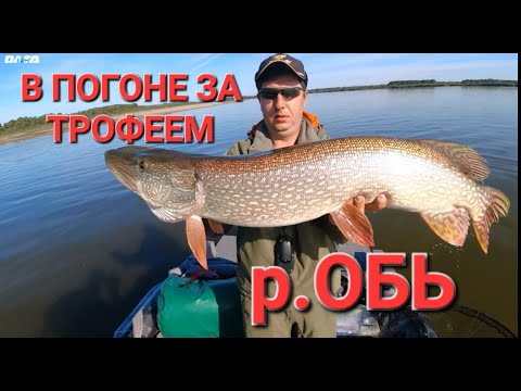 Видео: В погоне за трофеями. Сентябрь, р.Обь. ОЛТА ТОМАГАВК.