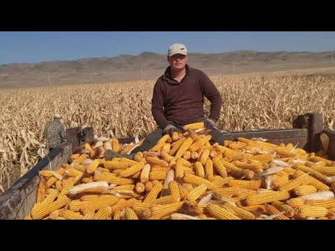 Видео: Жүгөрүдөн жогорку киреше алууну кааласаңыз, видеону толук көрүп чыгыңыз.