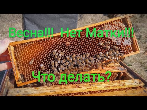 Видео: Нет матки весной!!! Что делать?