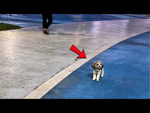 Видео: Собака потерялась и бродит на месте с испуганным и грустным взглядом, будто вот-вот заплачет.