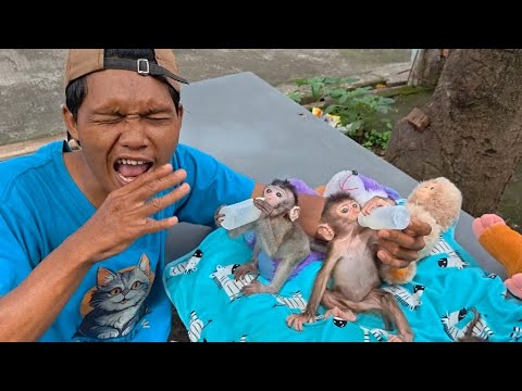 Видео: КАКОВА НА САМОМ ДЕЛЕ ФУНКЦИЯ ЗАПАХА ЭТОЙ ДЛИННОХВОСТОЙ ОБЕЗЬЯНЫ?