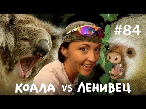 Видео: Ленивец: Тупой против Дрища // Всё как у зверей #84