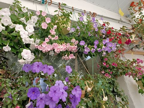 Видео: Мои цветущие растения на балконе (ахименесы, фуксии, бегонии) 1 августа 2021 г.