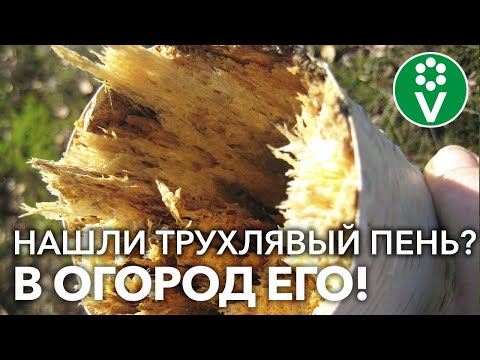 Видео: НЕОЖИДАННО! Вот ЧТО ЗАЩИТИТ ВАШ ОГОРОД от фитофтороза и других напастей
