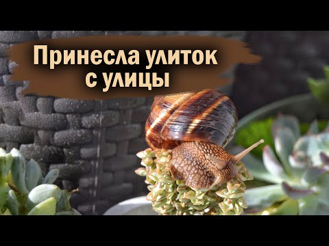 Видео: ПРИВЕЗЛА УЛИТОК С МОРЯ | ВИНОГРАДНЫЕ УЛИТКИ