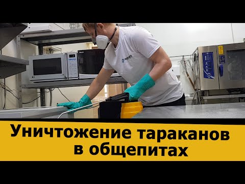 Видео: Обработка от тараканов в кафе и ресторанах