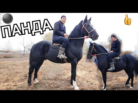 Видео: ПАНДА🔥АТ экен го ЖАНЫБАР УЛАКА ЧАБЫЛГАН ЧОҢ БЕШ КАШКА ТӨӨ МОЮНДА