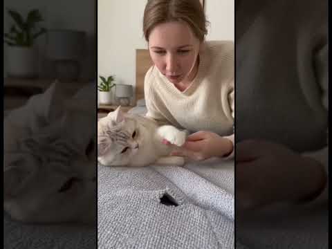 Видео: Кот спрятал дырку #веселыекоты #cat #animalhumor #юмор #прикольныекоты #ai