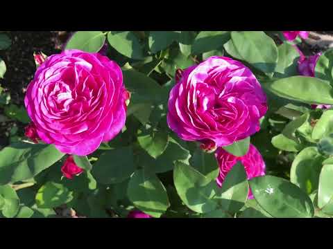 Видео: Обзор  63 сорта роз из моего сада, 2-6 июня , часть 3 .