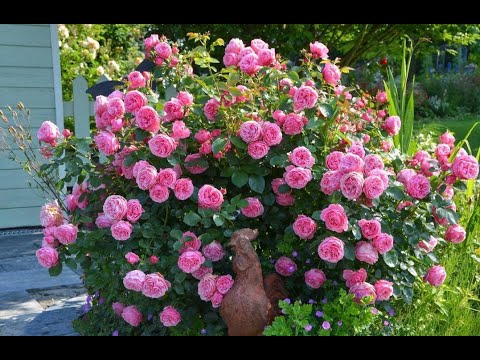 Видео: Леонардо да Винчи Leonardo da Vinci Meilland, 1993 Флорибунда (Floribunda)