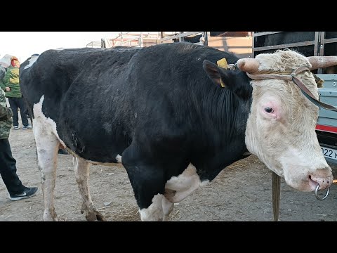 Видео: Скотный рынок Хасавюрт 11.03.2023