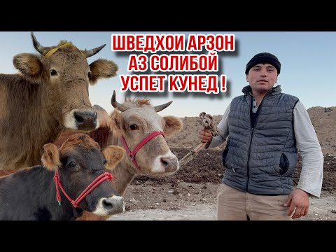 Видео: ШВЕДХОИ АРЗОН АЗ СОЛИБОЙ УСПЕТ КУНЕД 7 ноября 2025 г.