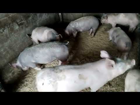 Видео: 🆘Чи варто займатися свинарством у цьому році⁉️Ціни на живу вагу на кінець Січня🐖🐷‼️