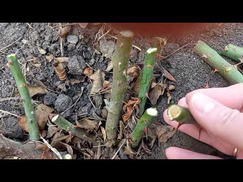 Видео: Как перезимовали розы. Цветение будет поздним