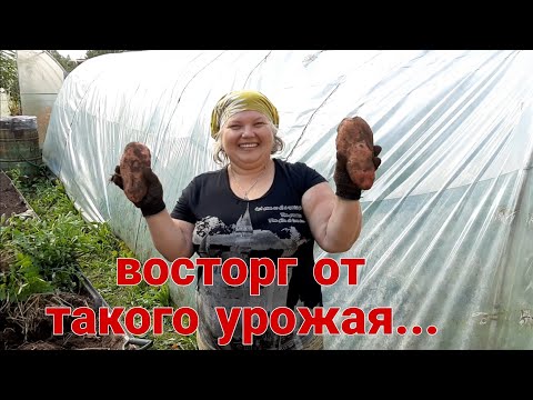 Видео: Эксперимент с картофелем удался!!! Урожай на зависть соседям...