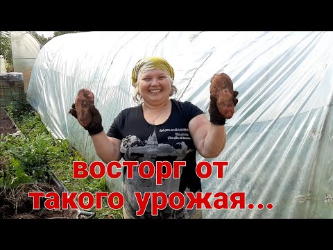 Видео: Эксперемент с картофелем удался!!! Урожай на зависть соседям...