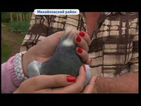 Видео: Почтового голубя из Китая приютили в приморском селе Михайловка