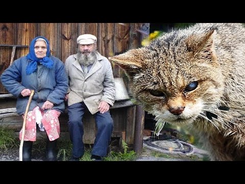 Видео: Матёрый хищник принес малыша к дому одиноких стариков, чуть не доведя их этим до инфаркта