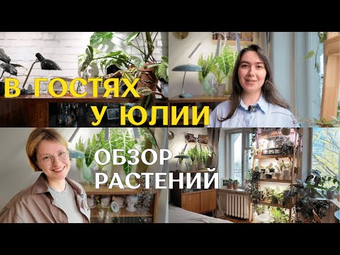 Видео: В ГОСТЯХ у Юлии | обзор РАСТЕНИЙ в СТИЛЬНОЙ петербургской КВАРТИРЕ