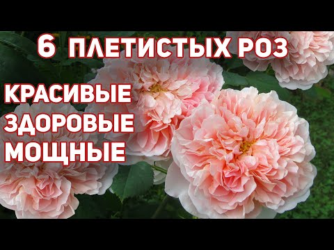Видео: 6 плетистых роз, заслужившие мах высокие оценки - сила, рост, красота, обильность цветения!