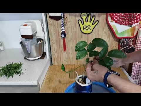 Видео: Бонсай с начала из мандарина