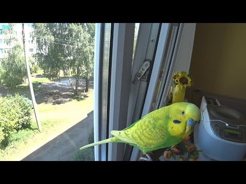 Видео: ПОЮЩИЙ ВОЛНИСТЫЙ ПОПУГАЙ▶️ ЗАВЕДЕМ ли ВТОРОГО ПОПУГАЯ? ▶️ПРО УХОД ЗА ПОПУГАЕМ▶️зеленый попугайчик TV