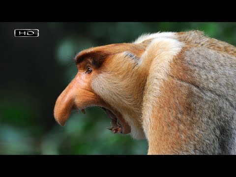 Видео: Хорошо быть хозяином жизни и иметь гарем из двадцати жен - Носач