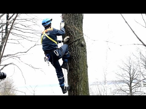 Видео: способ подъёма на дерево с использованием коротких петель из основной верёвки и  альп  снаряжения