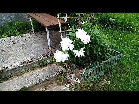 Видео: пионы больше не цветут.зацвели розы.