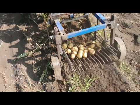 Видео: Копаю картоплю врожай 2025 року