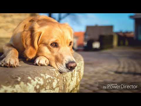 Видео: Клип «собака лучший друг человека»