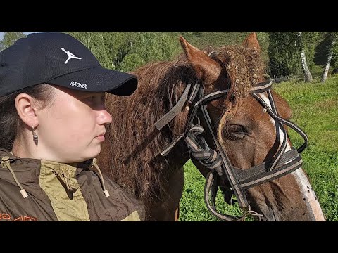 Видео: Конный тур 6 дней на Алтае.2025