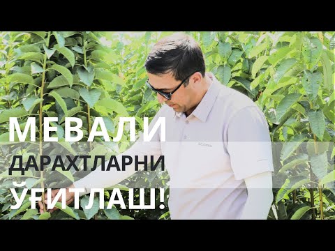 Видео: МЕВАЛИ ДАРАХТЛАРНИ ЎҒИТЛАШНИ ЎРГАНИНГ!